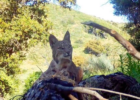 Exploring California’s Oak Woodlands: A Wildlife Adventure — Channel ...