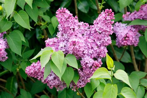 Lilac bush vs lilac tree key differences – Artofit