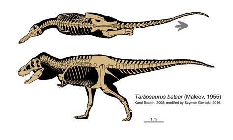 Tarbosaurus bataar skeleton by Szymoonio on DeviantArt