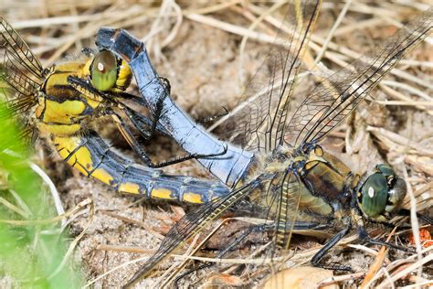 Natürlich sind allein schon Größe und Färbung des Großen