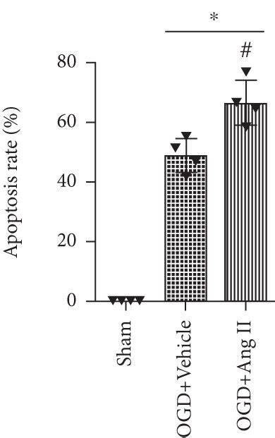 Ang II Induced Neuronal Apoptosis A The Morphology Of Isolated