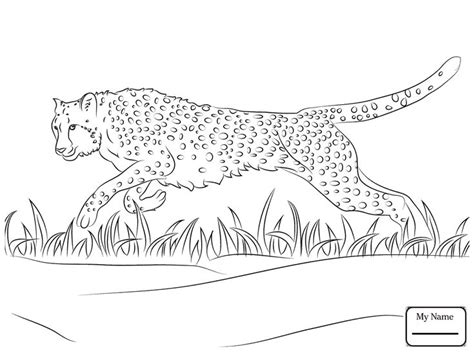 Cheetah Running Coloring Pages Download | Animal coloring pages, Coloring pages, Print buttons