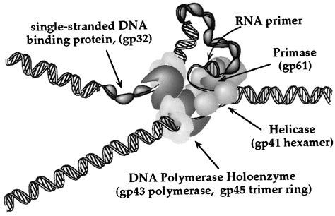 Dna Replication Helicase