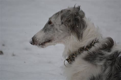 446 Borzoi Snow Photos - Free & Royalty-Free Stock Photos from Dreamstime