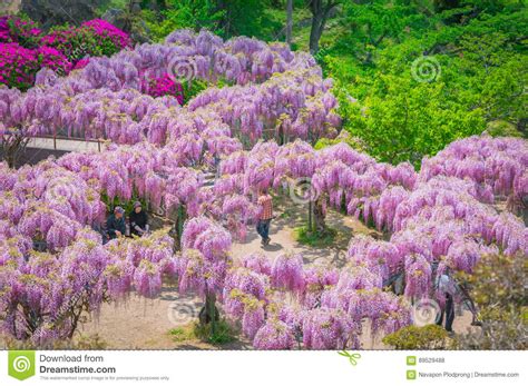 Japanese Wisteria Tree At Biltmore Editorial Image | CartoonDealer.com ...