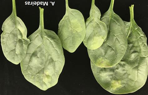 Vegetable Spinach Downy Mildew Umass Center For Agriculture Food