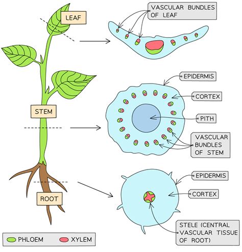 Skills: Drawing Xylem Vessels (9.1.5) | DP IB Biology: HL Revision Notes 2016 | Save My Exams