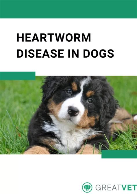 Ppt Heartworm Disease In Dogs 4 Powerpoint Presentation Free