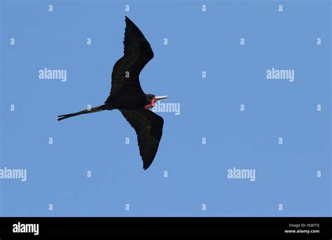 Magnificent Frigatebird Fregata Magnificens Adult Male Flying Caye