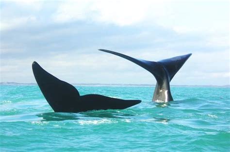 Images Of Agulhas National Park Western Cape Nature Reserve South Africa