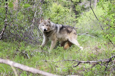 Washingtons Gray Wolf Populations Are Making A Strong Comeback