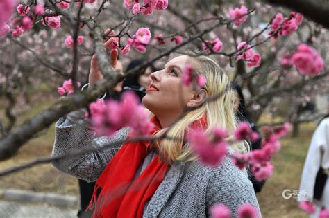 来李沧，遇见“梅”好！第二十三届中国·青岛梅花节开幕 青报网 青岛日报官网