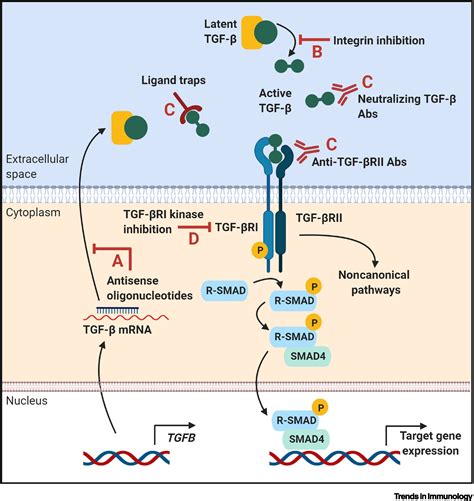 Immunotherapeutic Potential of TGF β Inhibition and Oncolytic Viruses