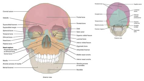 Sex Determination From Mandible Pelvis And Skull Ppt