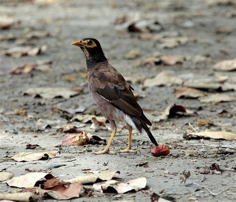 Acridotheres Tristis Linnaeus