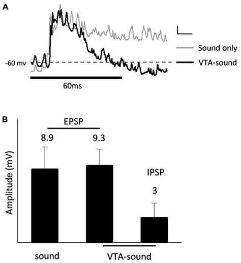 IPSP after excitatory auditory response. (A) Averaged membrane ...