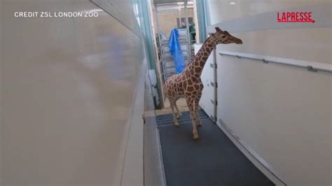 Trasporto Speciale Per Una Giraffa Di 3 Metri E Mezzo Dal Regno Unito