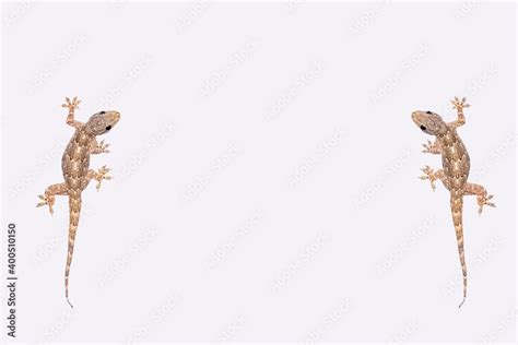 House lizard isolated Stock Photo | Adobe Stock