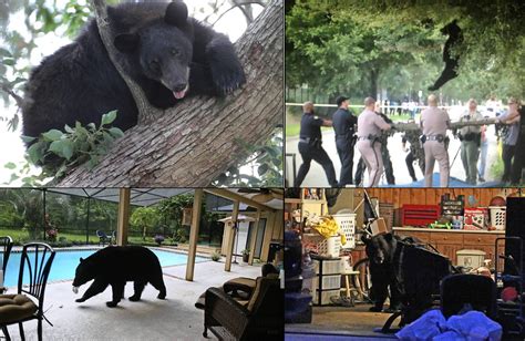 Florida Black Bear Bear Conservation Bears In Florida Map