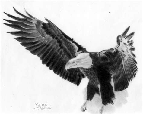 Flying Eagle Pencil Drawing at PaintingValley.com | Explore collection ...