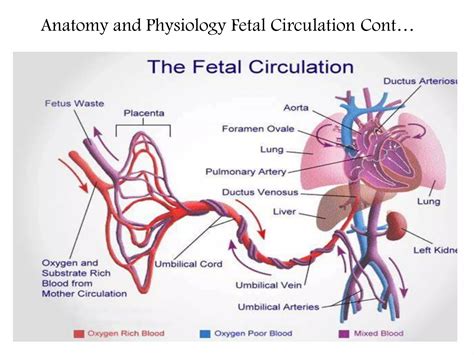 Placental Anatomy And Its Functions Ppt