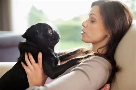 Les chiens comprennent très bien ce que vous leur dites d après une