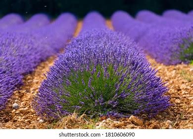 Lavender Lavandin Plant Fields Valensole Plateau Stock Photo 1810606090