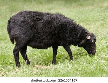 Brown Ouessant Ushant Sheep Grazing Stock Photo 2261554169 | Shutterstock