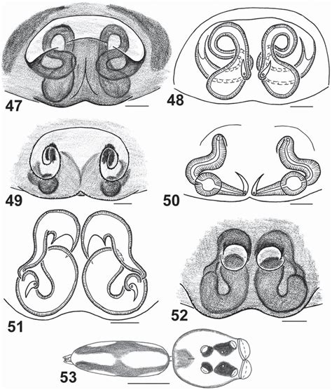 53 Copulatory Organs And General Appearance Of Lyssomanes Similis