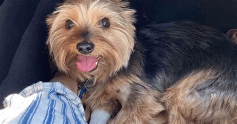 3 Simple Ways To Keep Your Yorkies Teeth Clean