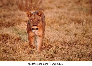 Lioness Panthera Leo Walks Wild African Stock Photo