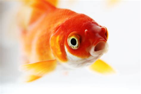 Do Goldfish Really Have A 3-Second Memory? » ScienceABC