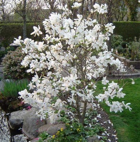 Royal Star White Magnolia (award-winning) - 5-gallon - Halifax ...