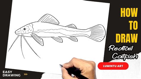 How To Draw Redtail Catfish Youtube