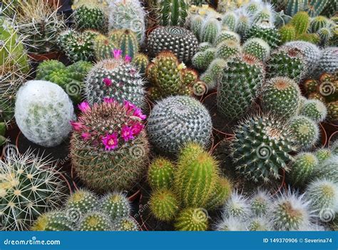 Collection Of Cactus Plants In Pots As A Background Various Cacti Mix