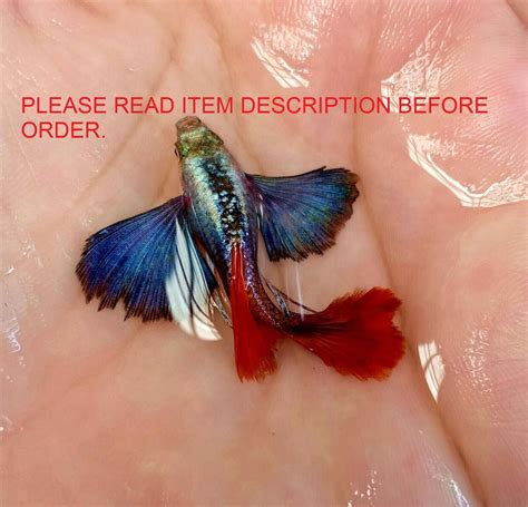 Guppy Fish Dumbo Red Tail Pair Male Female Ebay