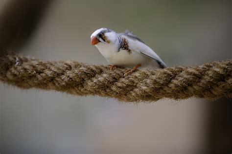 Lovebird Bird Perched Free Photo On Pixabay Pixabay