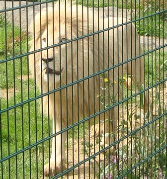 White Lion | Animal