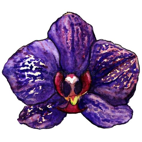 Lokalisierte Violette Purpurrote Tropische Orchideenblume Des Aquarells