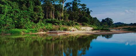 Taman Negara Rainforest: A Tropical Paradise – Mutiara Taman Negara