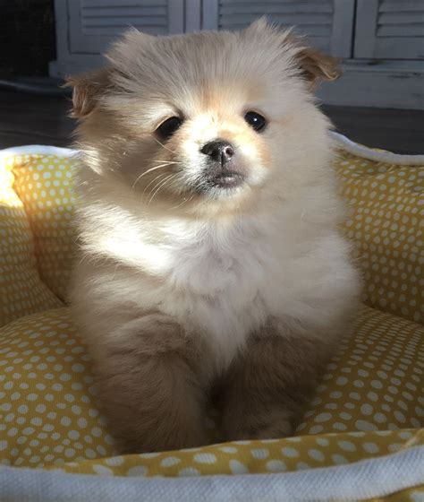 Pekingese And Pomeranian Mix Puppies