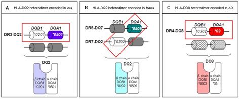 Table 1 Hla Haplotypes Associated With An Increased Risk For Celiac Disease Genereviews