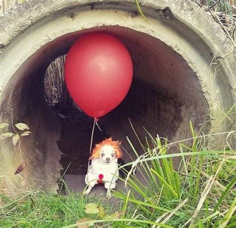 It Baloon Red Dog Doglove Köpekler Scary Animalfarm Momo