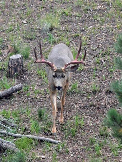 Photo Essay – Mule Deer Antlers – Mule Deer Foundation