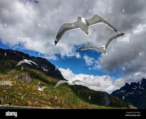 Norway 2nd July 2019 Seagulls Flying At Close Range To A Tour Boat