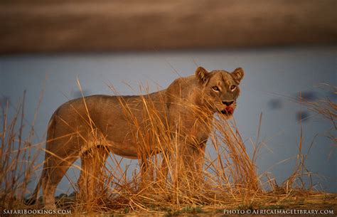 South Luangwa National Park – Travel guide, Map & More!