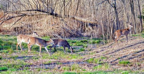 Deer Kinder Farm Pk Photograph By Brian Wallace Fine Art America