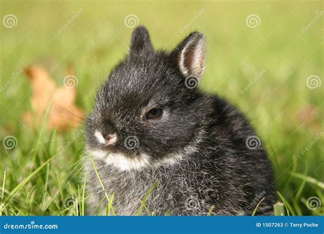 Netherland Dwarf Rabbit I stock image. Image of black - 1507263