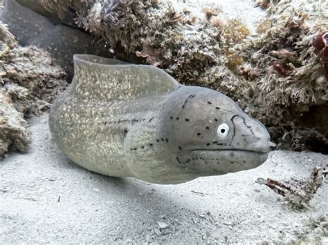 Gymnothorax Griseus Geometric Moray Eel Reef Offshore From Diani