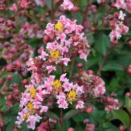 Lagerstroemia Indica Berlingot Menthe Indijski Jorgovan